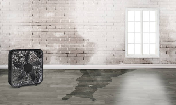 Best Local water damage restoration  in Lake Lifornia, CA